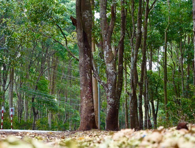Khám phá khu rừng quý còn nguyên vẹn ở Bà Rịa- Vũng Tàu ảnh 6