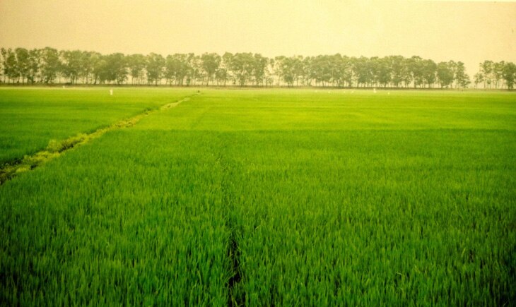 Bức ảnh cánh đồng Phương Lang. Chính từng hạt gạo từ cánh đồng này đã làm nên những phần bánh ướt đặc trưng của người Quảng Trị - Ảnh: HỒ LAM