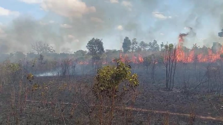 Cháy gần 25 ha keo lai ở Gia Lai- Ảnh 1.