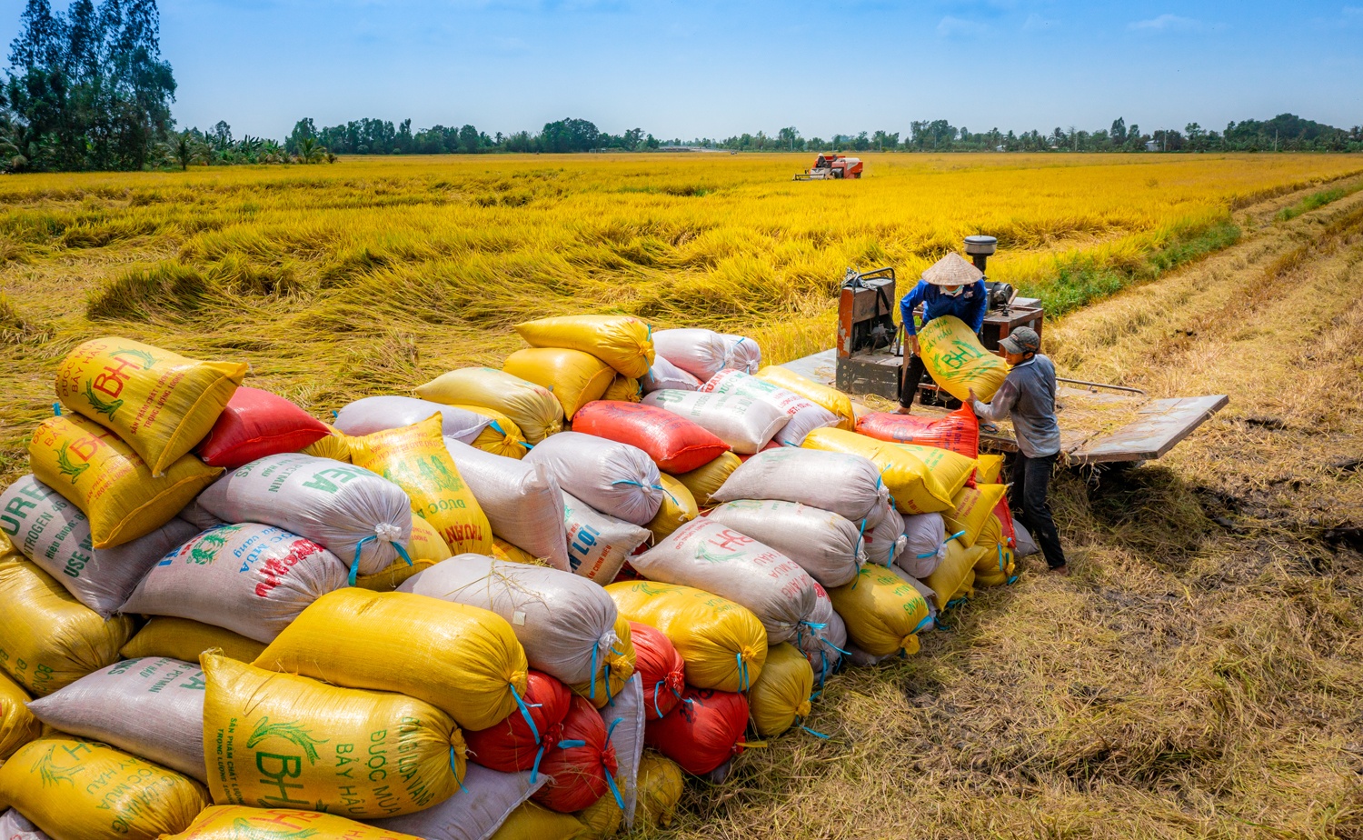 rice-prices-fall-but-farmers-still-make-profits-vietnam-vn