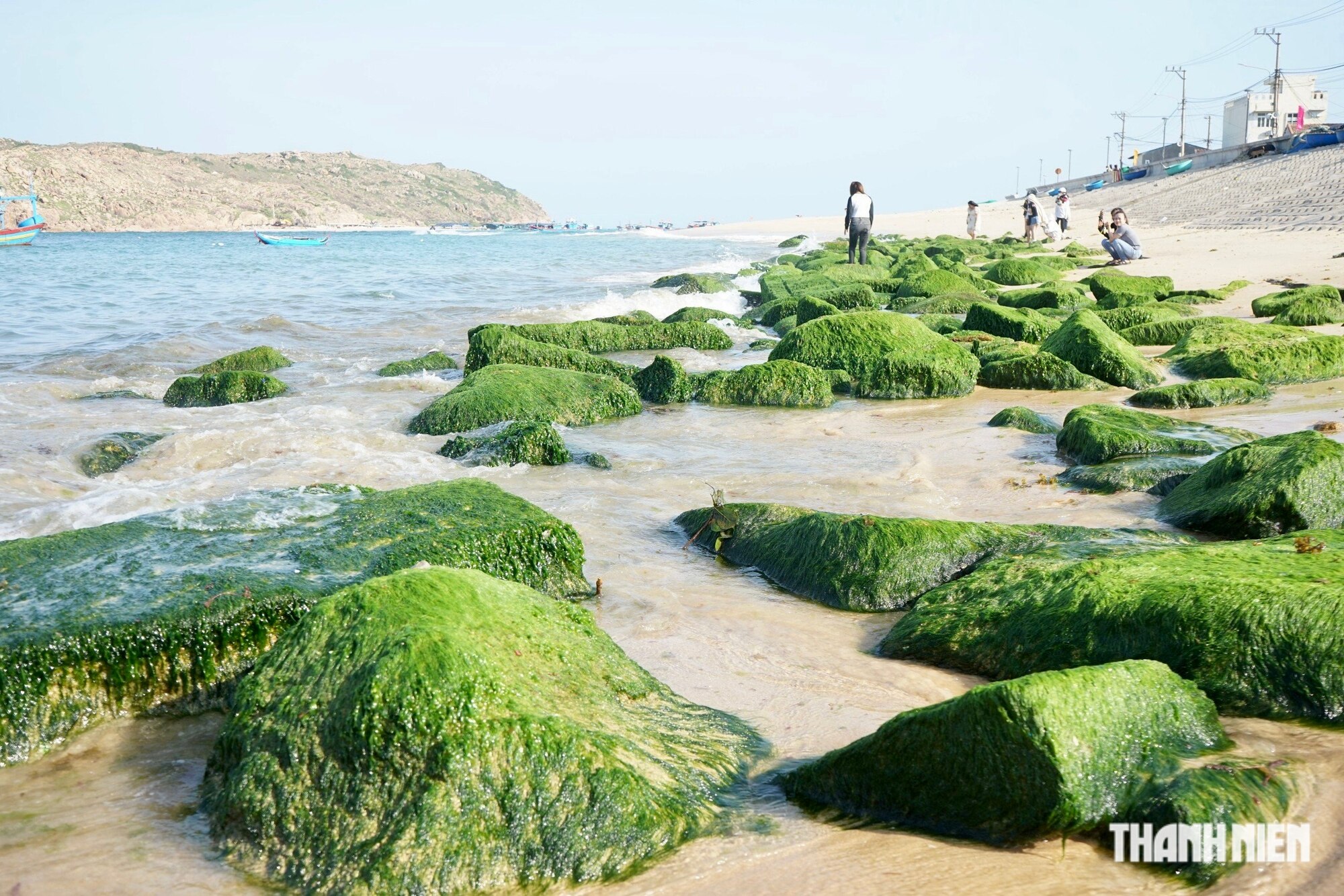 Ngắm mùa rêu xanh tuyệt đẹp ở biển Quy Nhơn- Ảnh 1.