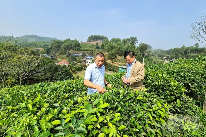 Anh Tô Văn Khiêm, Giám đốc Hợp tác xã Chè an toàn Khe Cốc (bên trái) bên vườn chè hữu cơ của gia đình. Ảnh: Đào Thanh.