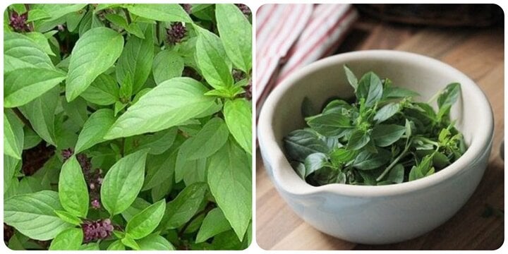 What effects does basil have that is considered a miracle drug