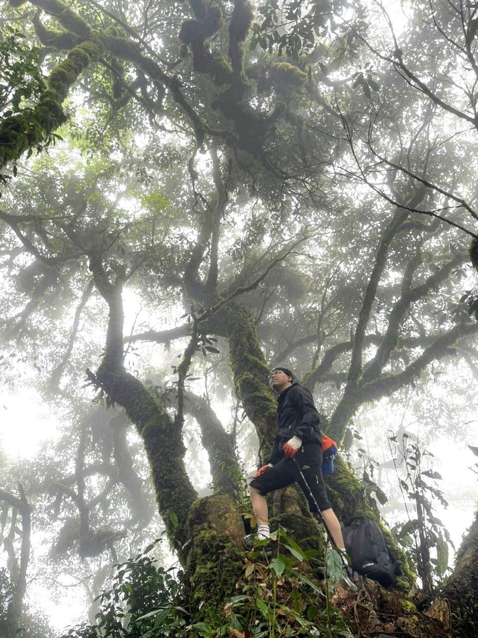 Choáng ngợp rừng đỗ quyên cổ thụ bung nở rực rỡ trên đỉnh Putaleng Lai Châu - 4