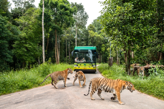 Du khách ngồi trên xe bus điện đi vào vùng thú thả người nhốt để khám phá rừng xanh và muông thú. Ảnh: Vinpearl