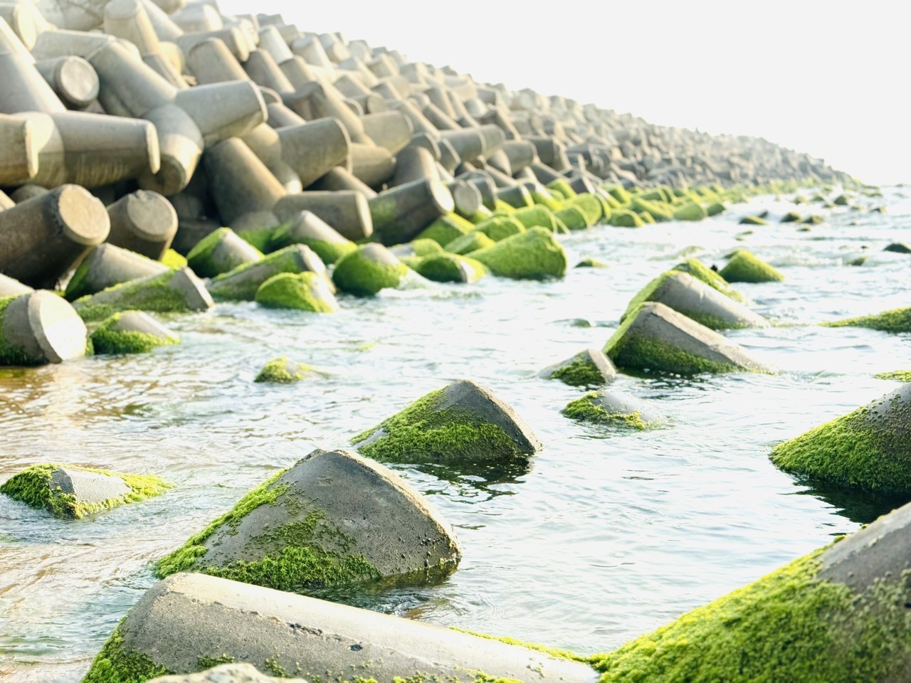 Bãi đá rêu xanh Phú Yên hút khách sau giải Tiền Phong Marathon ảnh 11
