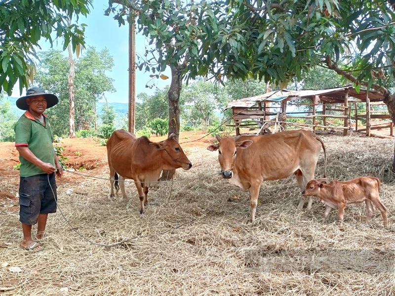 Nhận bò giống được luôn bê con, dân một xã miền núi ở Gia Lai có niềm vui nhân đôi- Ảnh 2.