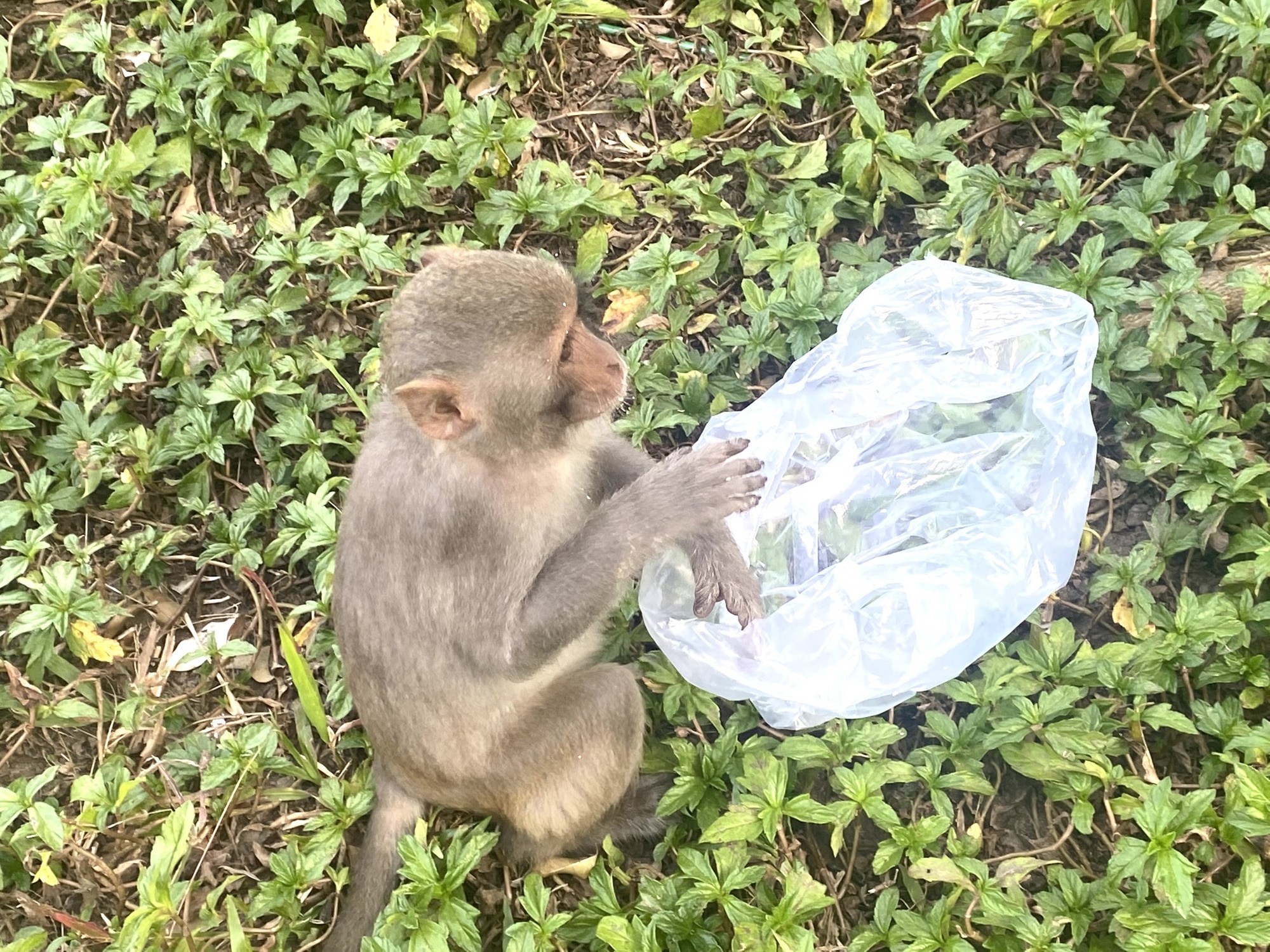 Многие места на полуострове Сон Тра завалены мусором - Vietnam.vn