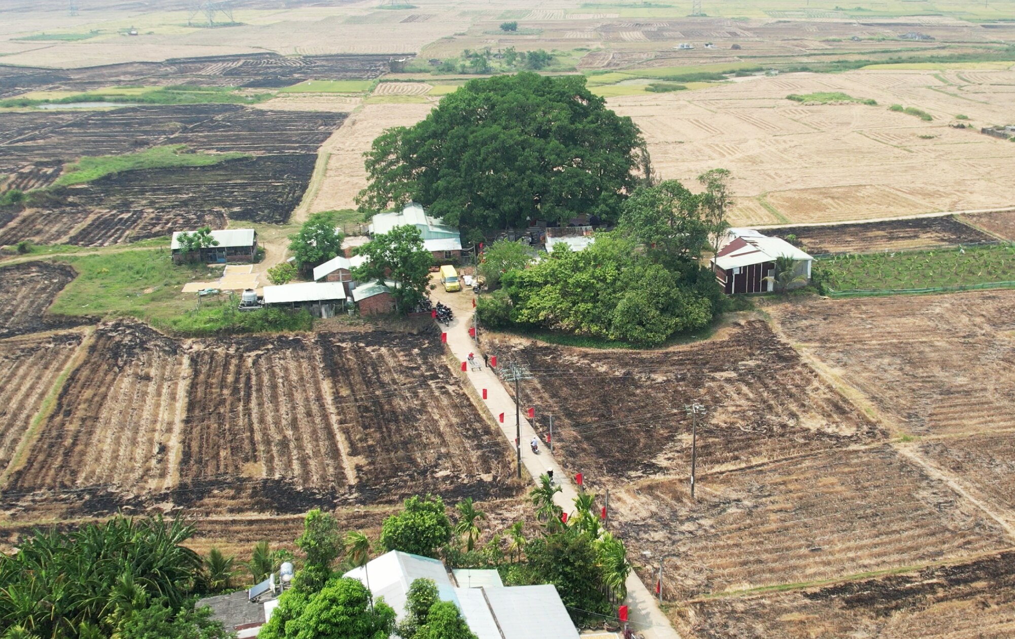 Гигантские корни дерева наследия покрывают храм в Куангнаме - Vietnam.vn