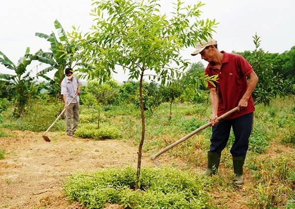 Một loại cây ngoại lai, xuất xứ Ấn Độ, bán được lá, quả, sau 13 năm ra gỗ quý, trồng thành công ở Quảng Trị- Ảnh 1.
