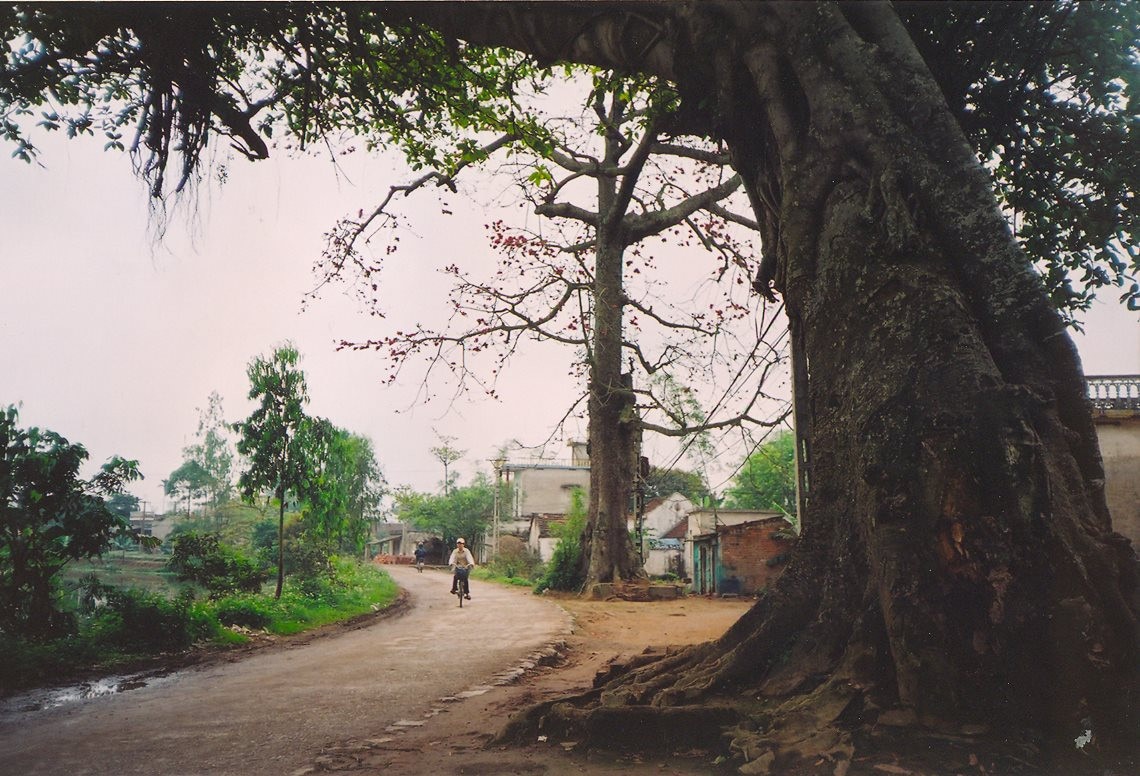 Ищу рисовые цветы... - Vietnam.vn