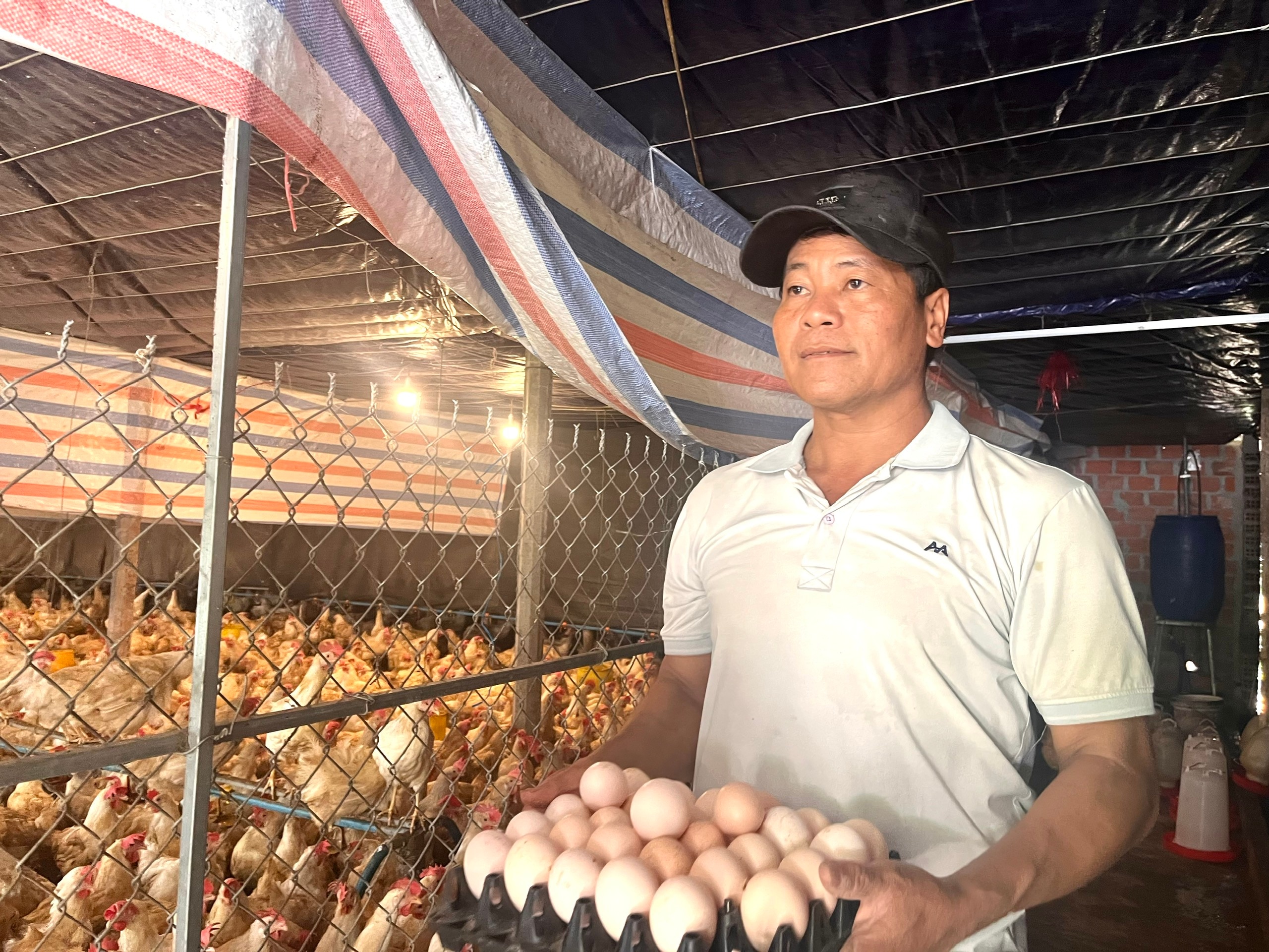 Mô hình nuôi gà trong phòng lạnh của nông dân giỏi đạt giải Nhì Hội thi Sáng tạo nhà nông Bình Định- Ảnh 1.