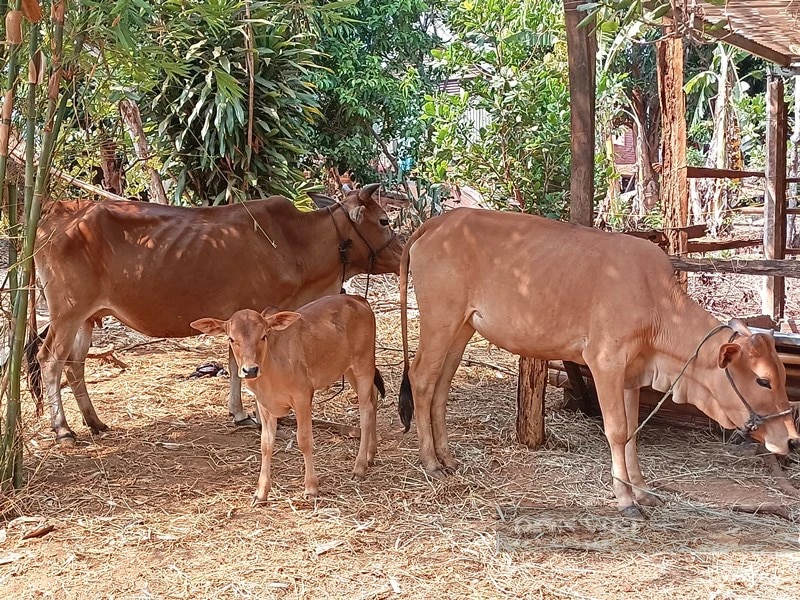 Nhận bò giống được luôn bê con, dân một xã miền núi ở Gia Lai có niềm vui nhân đôi- Ảnh 1.