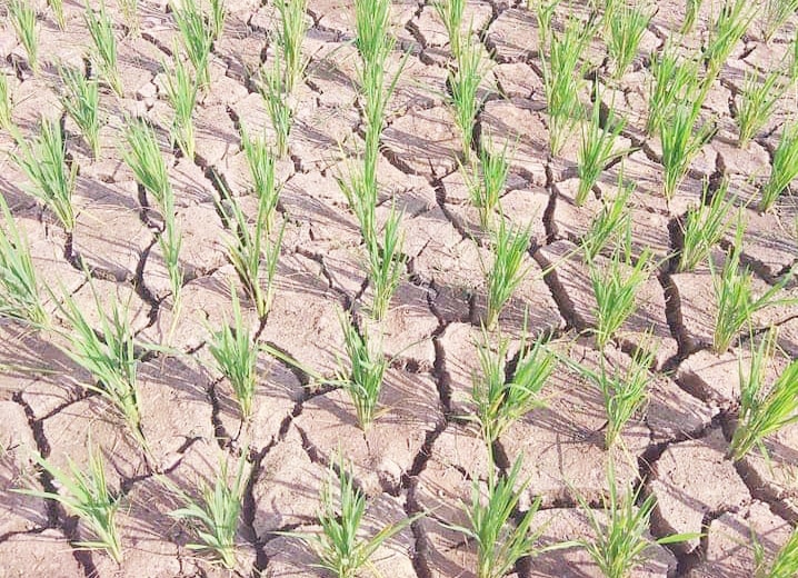Trung tâm Dự báo Khí tượng: Từ tháng 5-7/2024, tình trạng khô hạn và thiếu nước sẽ diễn ra ở nhiều nơi trên cả nước- Ảnh 1.