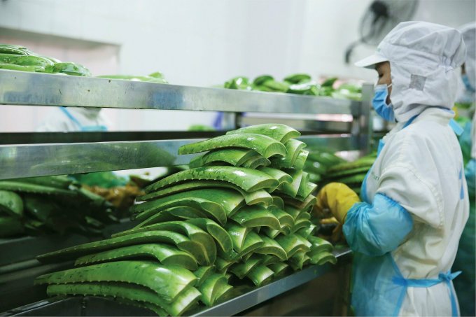 Công nhân nhà máy chế biến nha đam ở Ninh Thuận. Ảnh: Linh Đan