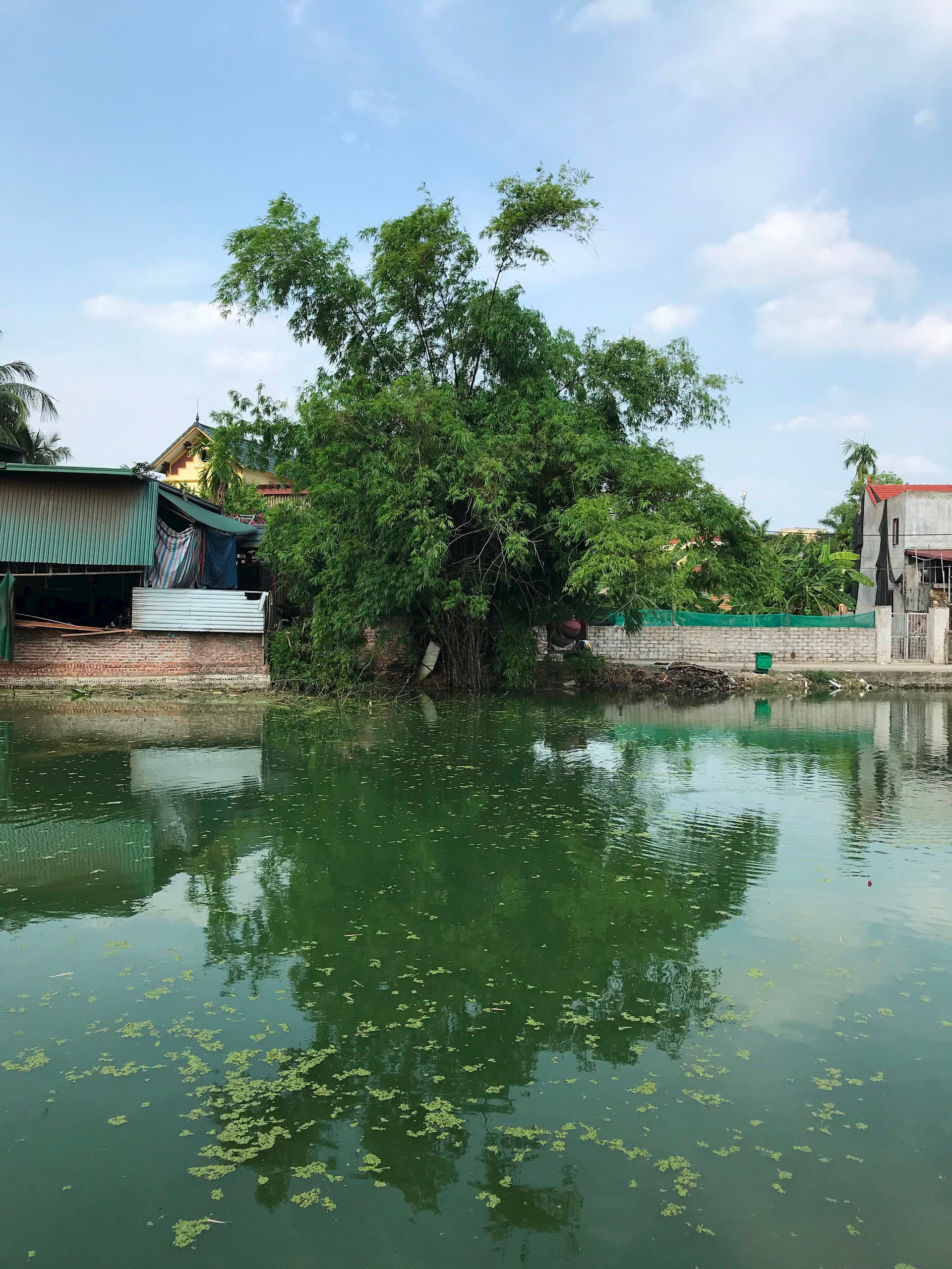 Зеленый пруд в конце аллеи - Vietnam.vn