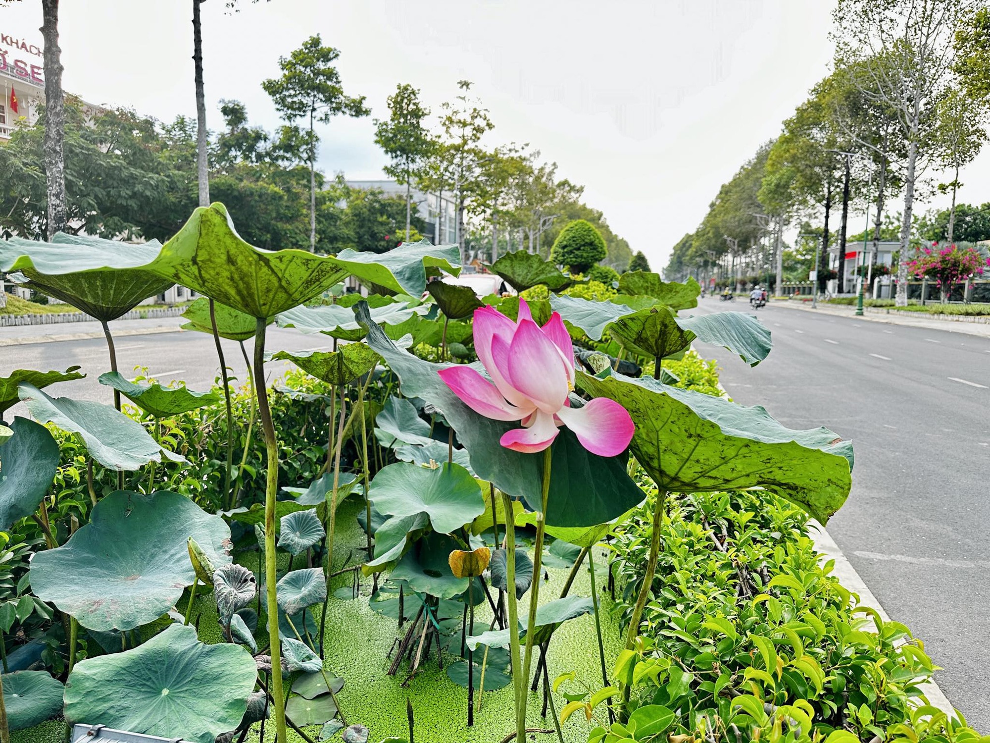 Тающие цветущие улицы Запада - Vietnam.vn