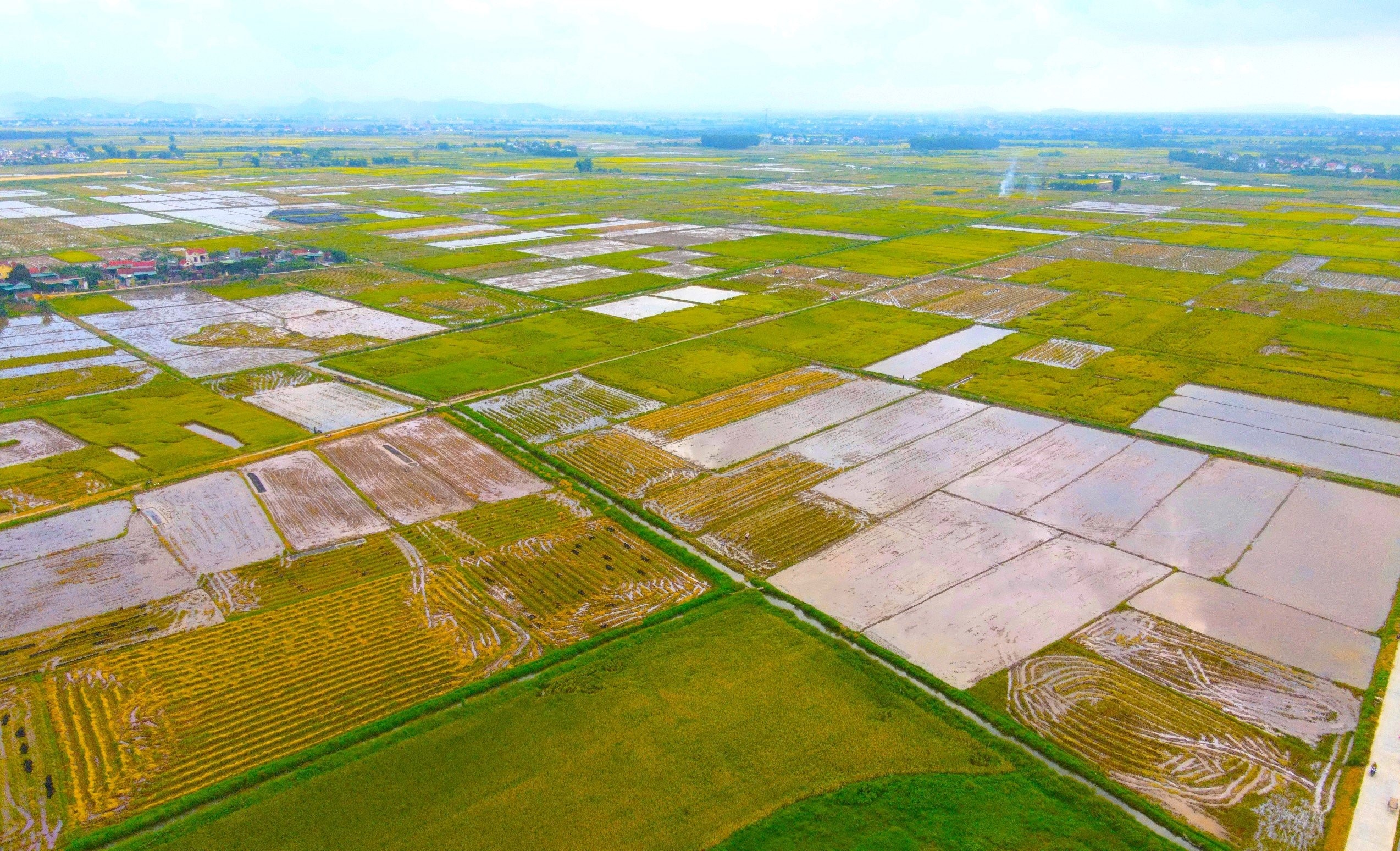 Lúa đông xuân chín vàng rực trên các cánh đồng ở Nghệ An, người dân phấn khởi vì năm nay lúa được mùa- Ảnh 11.