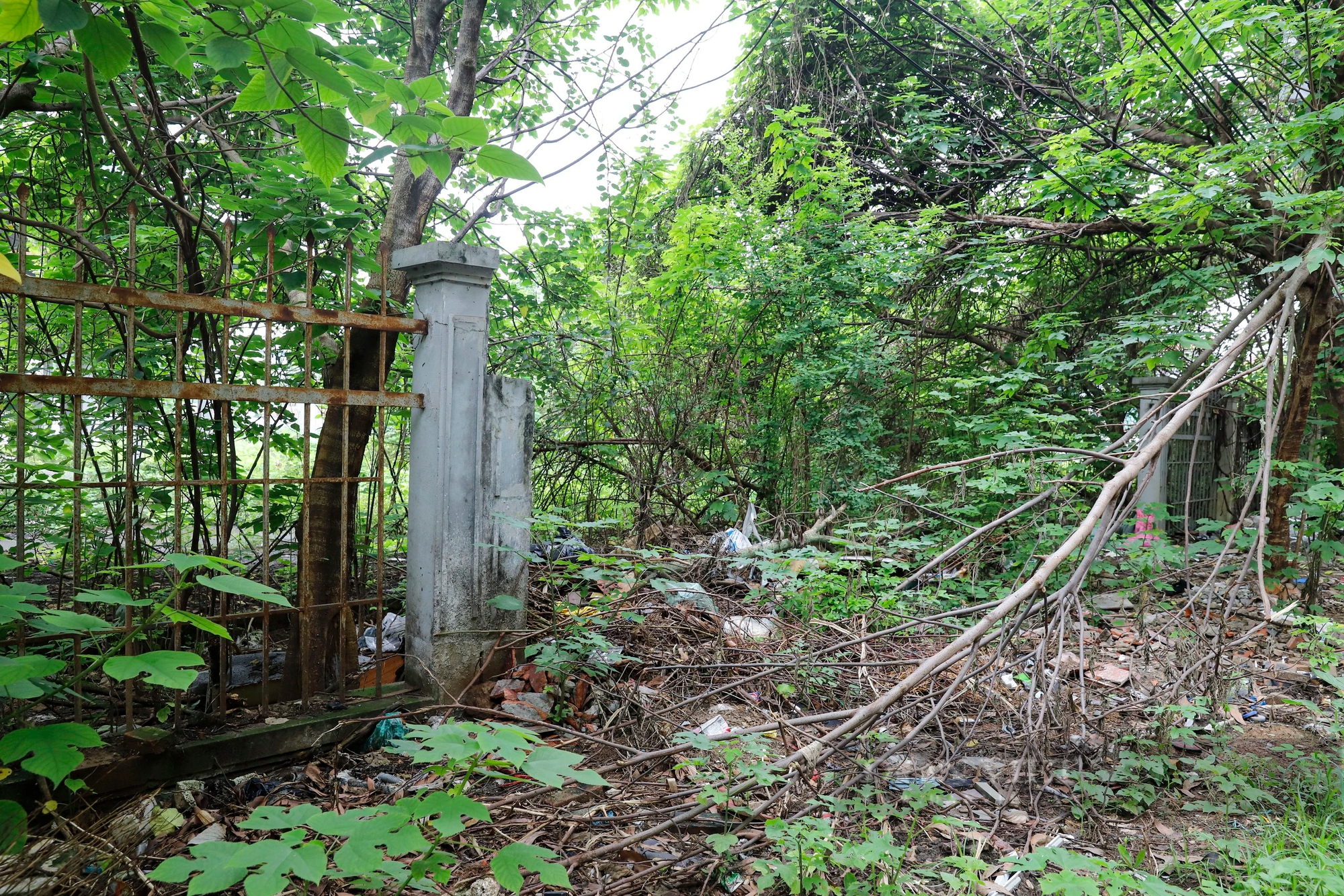 market-worth-more-than-20-billion-next-to-abandoned-cemetery-trees