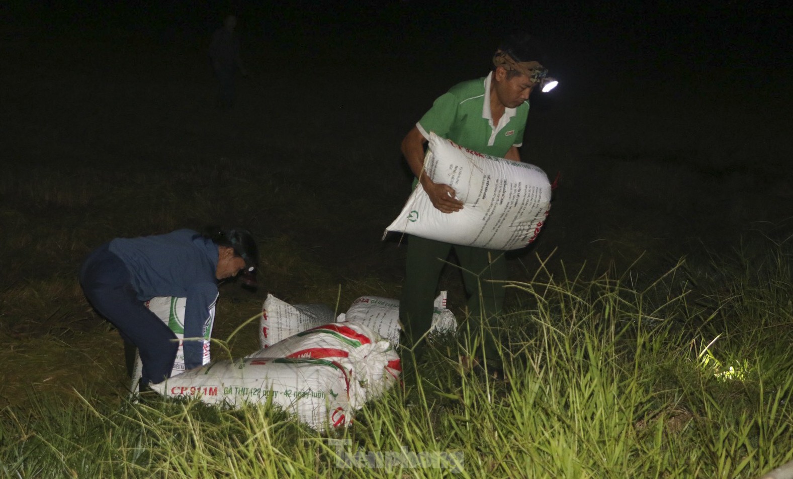 Nông dân Hà Tĩnh đội đèn gặt lúa trong đêm để tránh nắng ảnh 10