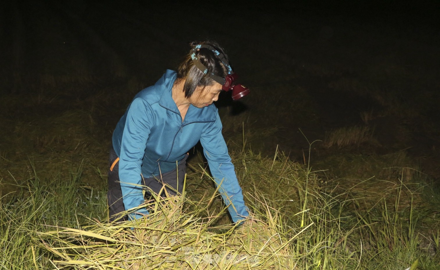 Nông dân Hà Tĩnh đội đèn gặt lúa trong đêm để tránh nắng ảnh 9