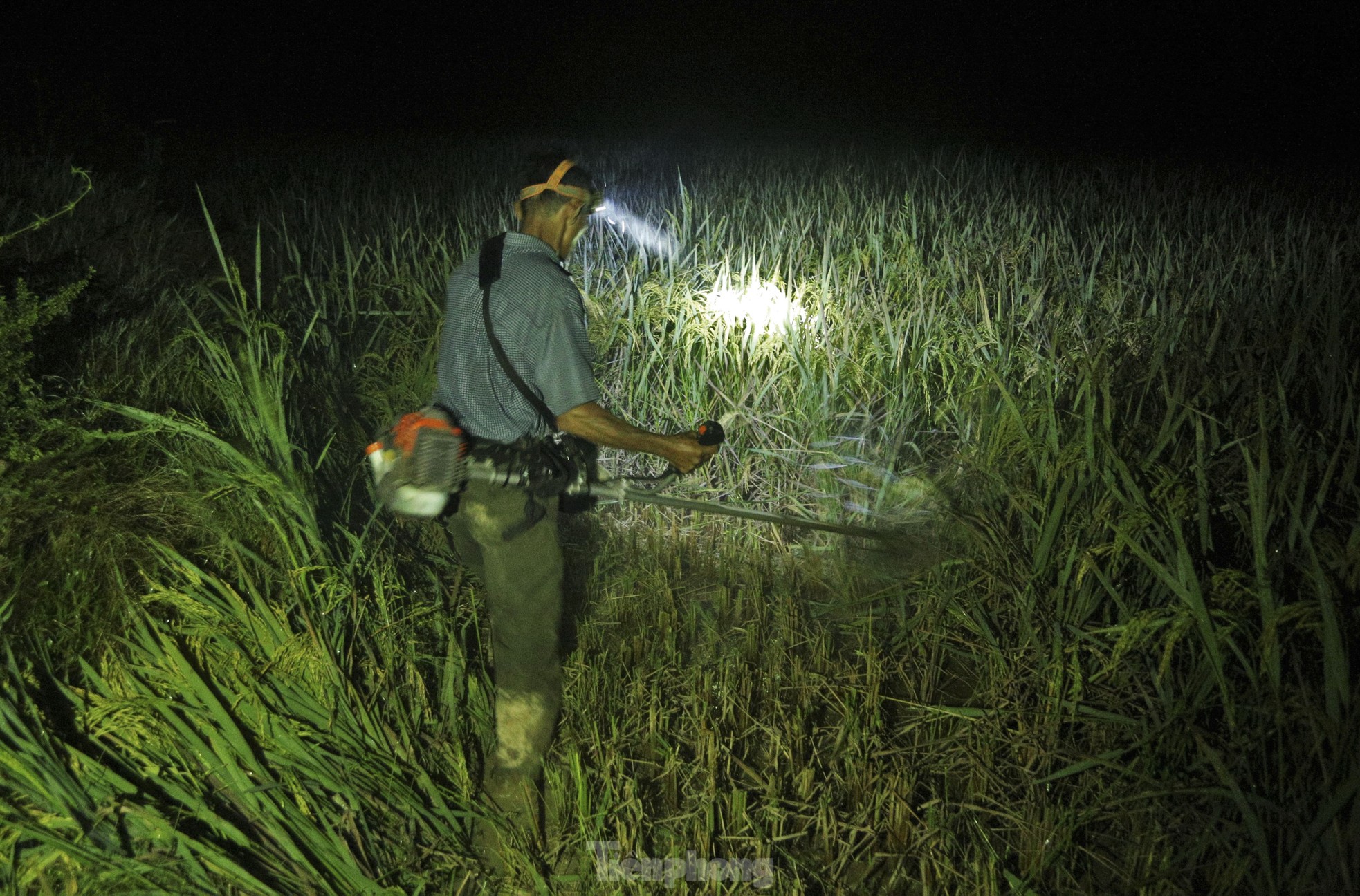 Nông dân Hà Tĩnh đội đèn gặt lúa trong đêm để tránh nắng ảnh 11