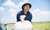 Nông dân Hà Nội miệt mài thu hoạch lúa dưới nắng nóng gay gắt