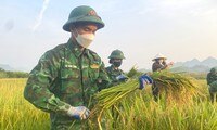  Bộ đội Biên phòng ‘cõng nắng’ giúp dân thu hoạch lúa 