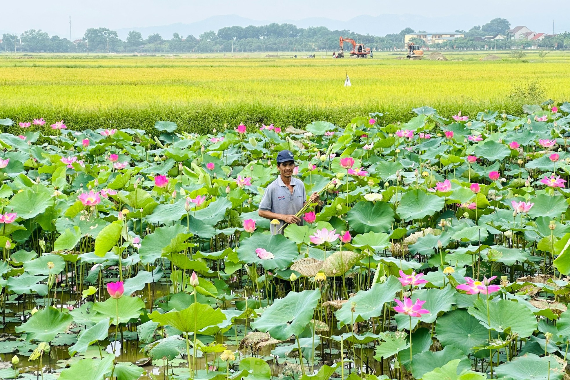 Увидеть цветы лотоса Нгеана, цветущие в ярко-желтом солнечном свете -  Vietnam.vn