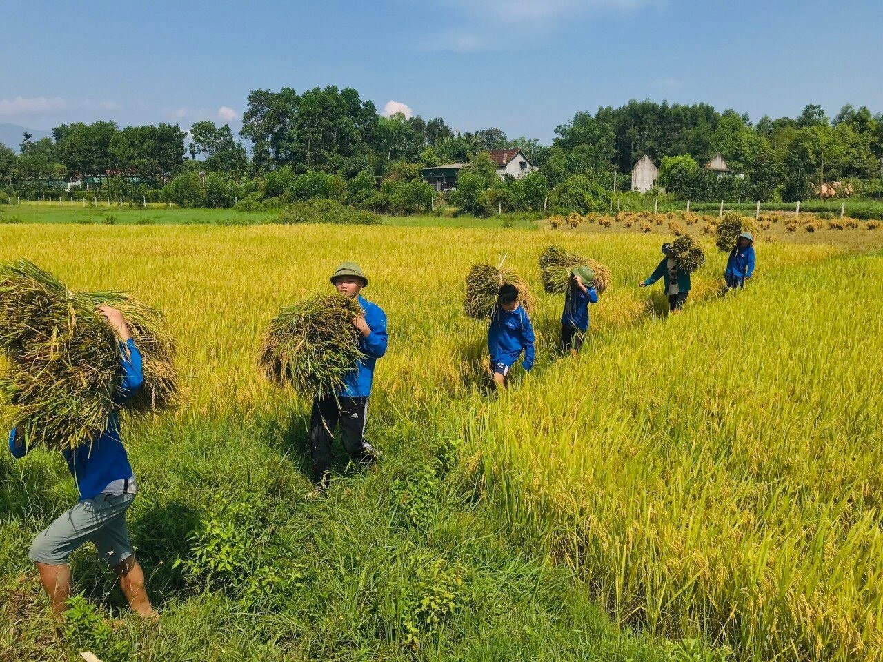 Зеленая рубашка волонтерствует на спелых рисовых полях - Vietnam.vn