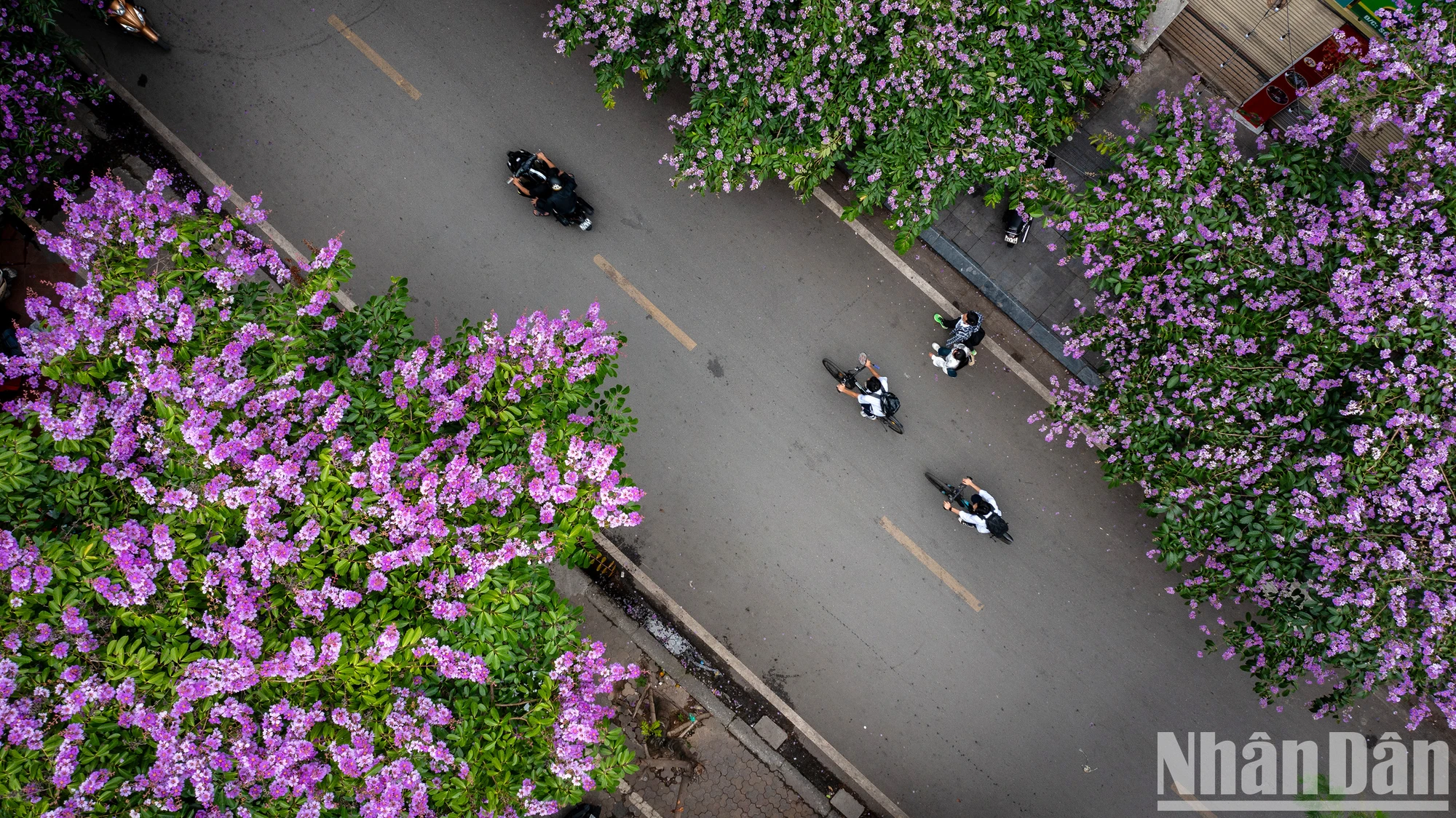 Фото] «Мечтательные» фиолетовые цветы магнолии покрывают улицы Ханоя -  Vietnam.vn