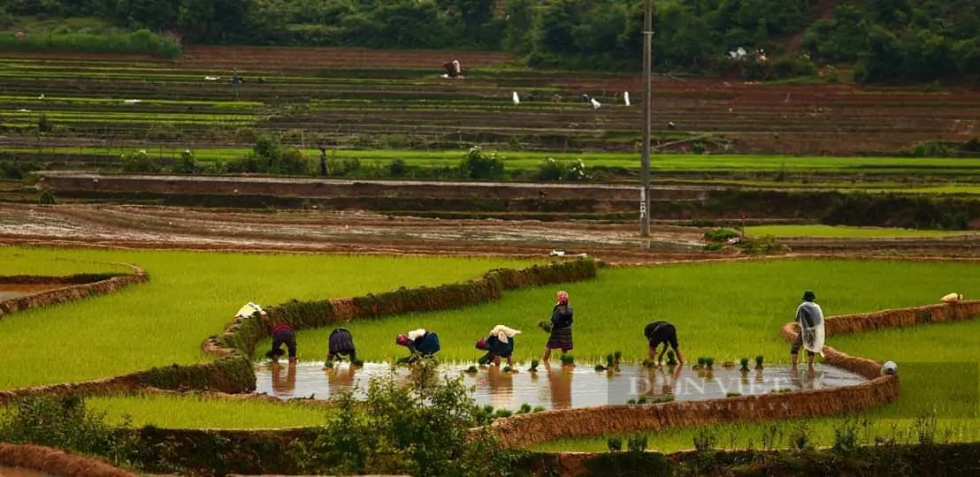 Nông dân đi cấy trên những cánh đồng đẹp như tranh vẽ ở Mù Cang Chải khi mùa nước đổ - Ảnh 3.