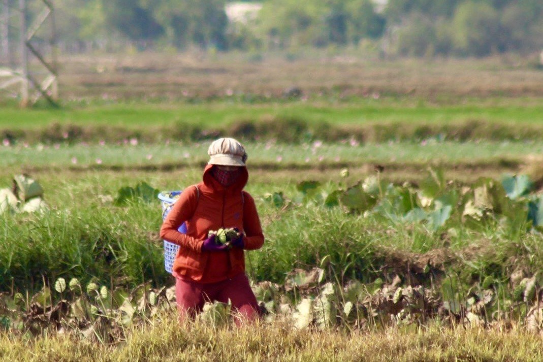 Nông dân Khánh Hòa đội nắng thu hoạch đài sen ảnh 6