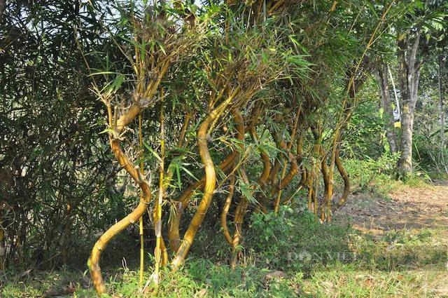 Một người ở Hòa Bình trồng tre la liệt trên đồi, từng tặng Hà Nội 1.000 cây tre uốn thế hình rồng 