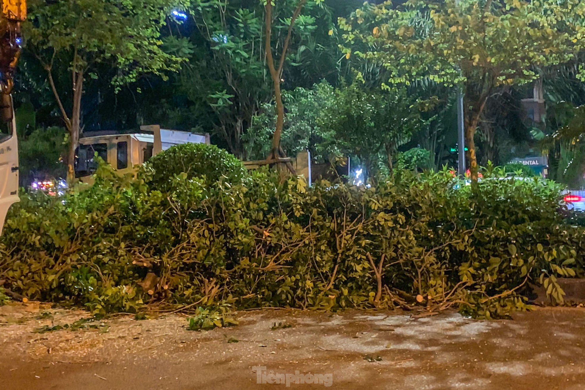 Xuyên đêm cắt tỉa hàng cây xà cừ trăm tuổi trên đường Láng ảnh 13