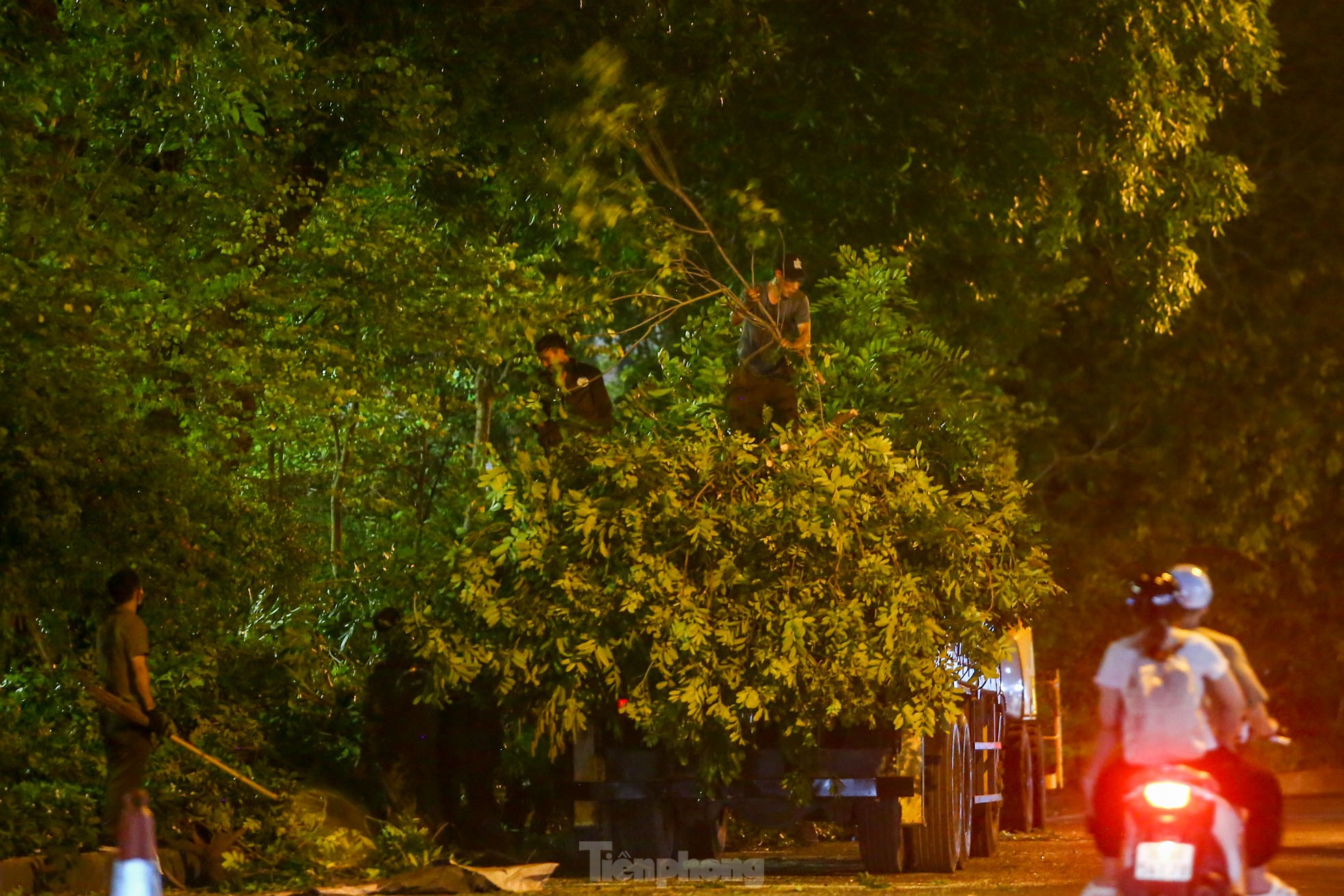 Xuyên đêm cắt tỉa hàng cây xà cừ trăm tuổi trên đường Láng ảnh 15