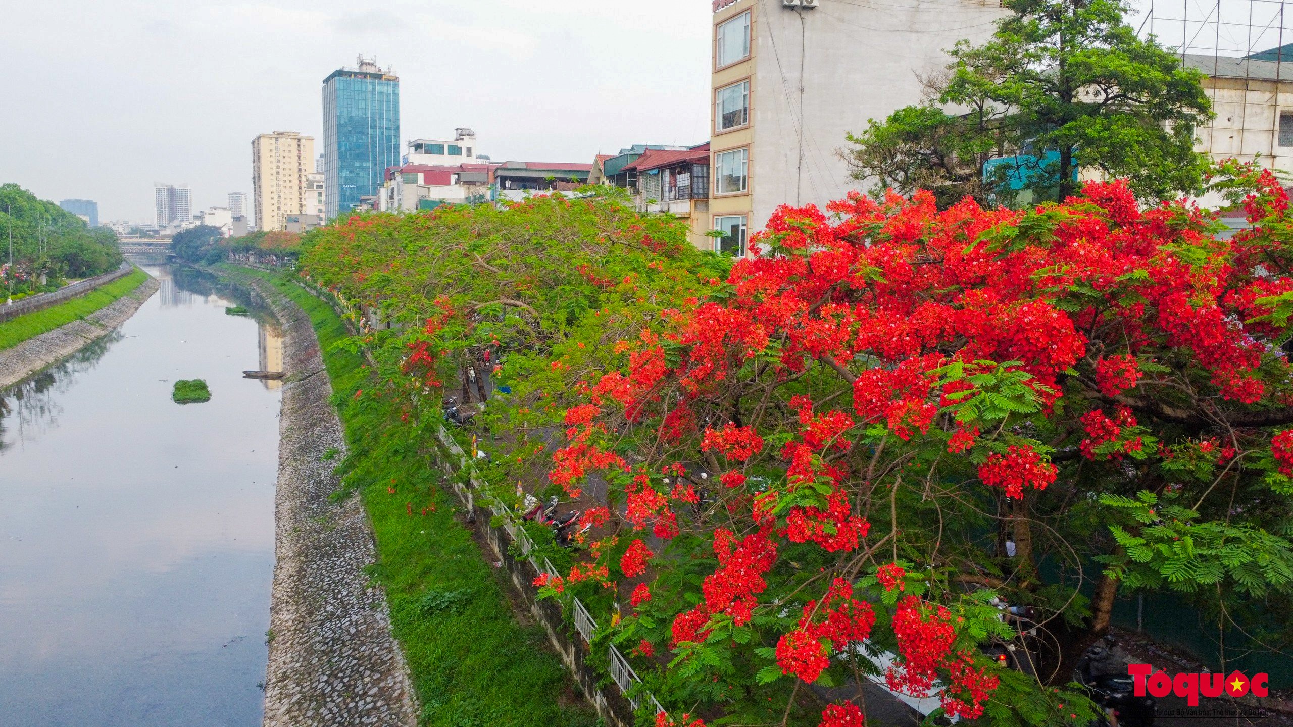 Đi giữa mùa hè ngắm nhìn mùa hoa phượng đỏ rực trời Hà Nội - Ảnh 18.