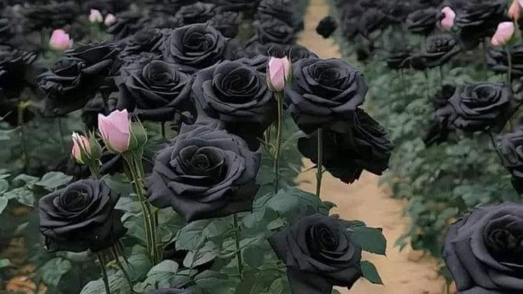 Where can natural black roses be grown? What's so special about them? -  Vietnam.vn