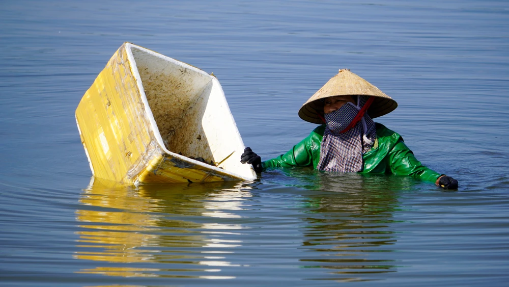 Ở phá Tam Giang nơi được ví là biển cạn, có loại hải sản được coi là 