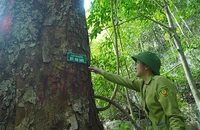Một cây nghiến khổng lồ trong rừng Nam Xuân Lạc. (Ảnh NGỌC TÚ)