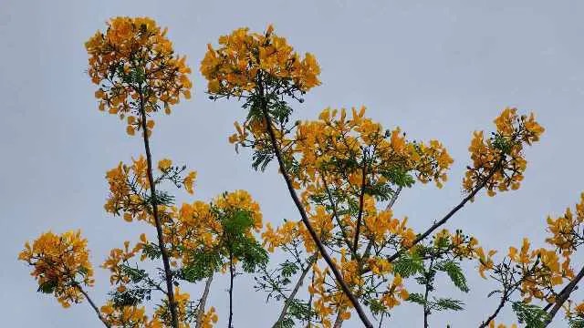 Cây phượng nở hoa màu vàng độc nhất vô nhị ở Sóc Trăng- Ảnh 1.