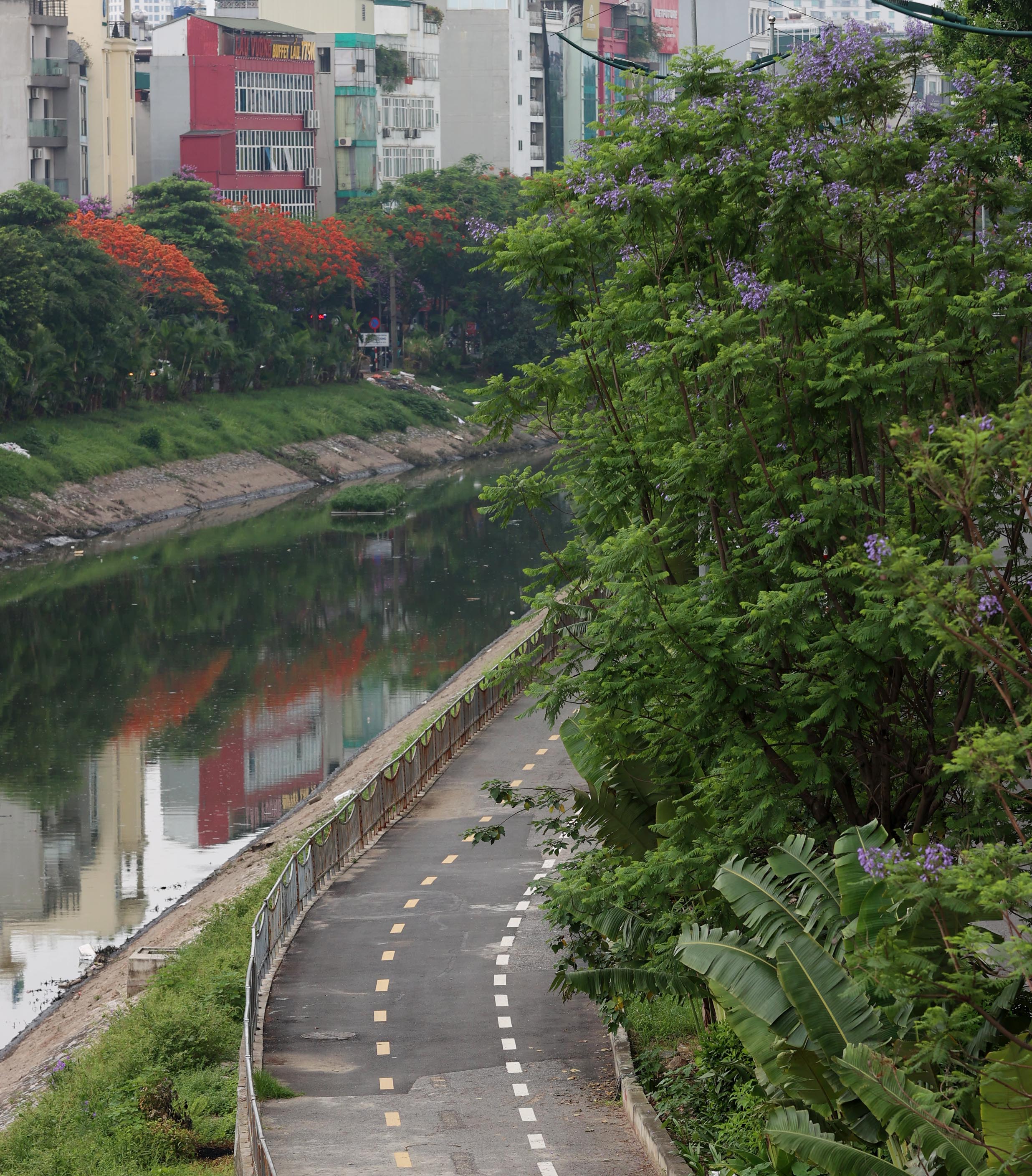 ハノイの歩行者と自転車専用道路にある、青々とした目を引く緑の芝生の ...