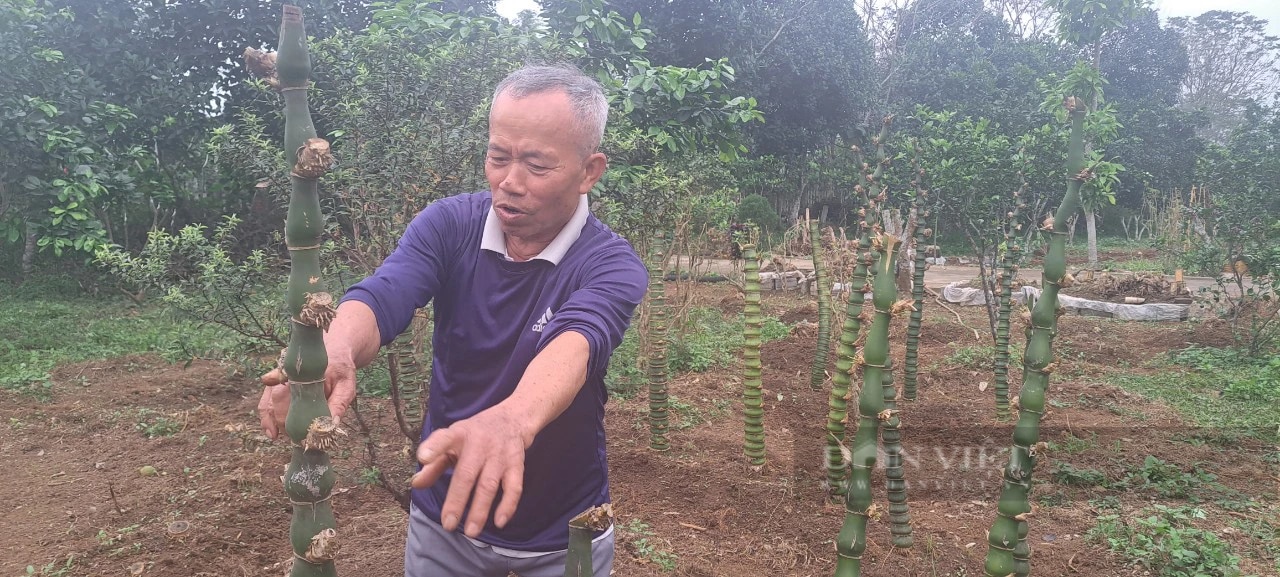 Một người ở Hòa Bình trồng tre la liệt trên đồi, từng tặng Hà Nội 1.000 cây tre uốn thế hình rồng 
