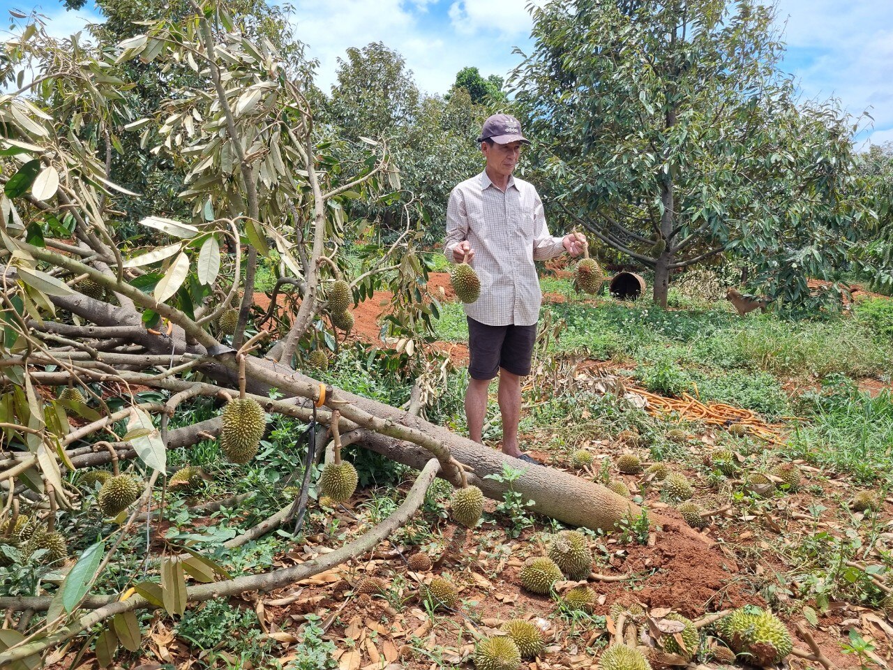 Многие участки дуриана были разрушены, а их плоды упали из-за штормов -  Vietnam.vn