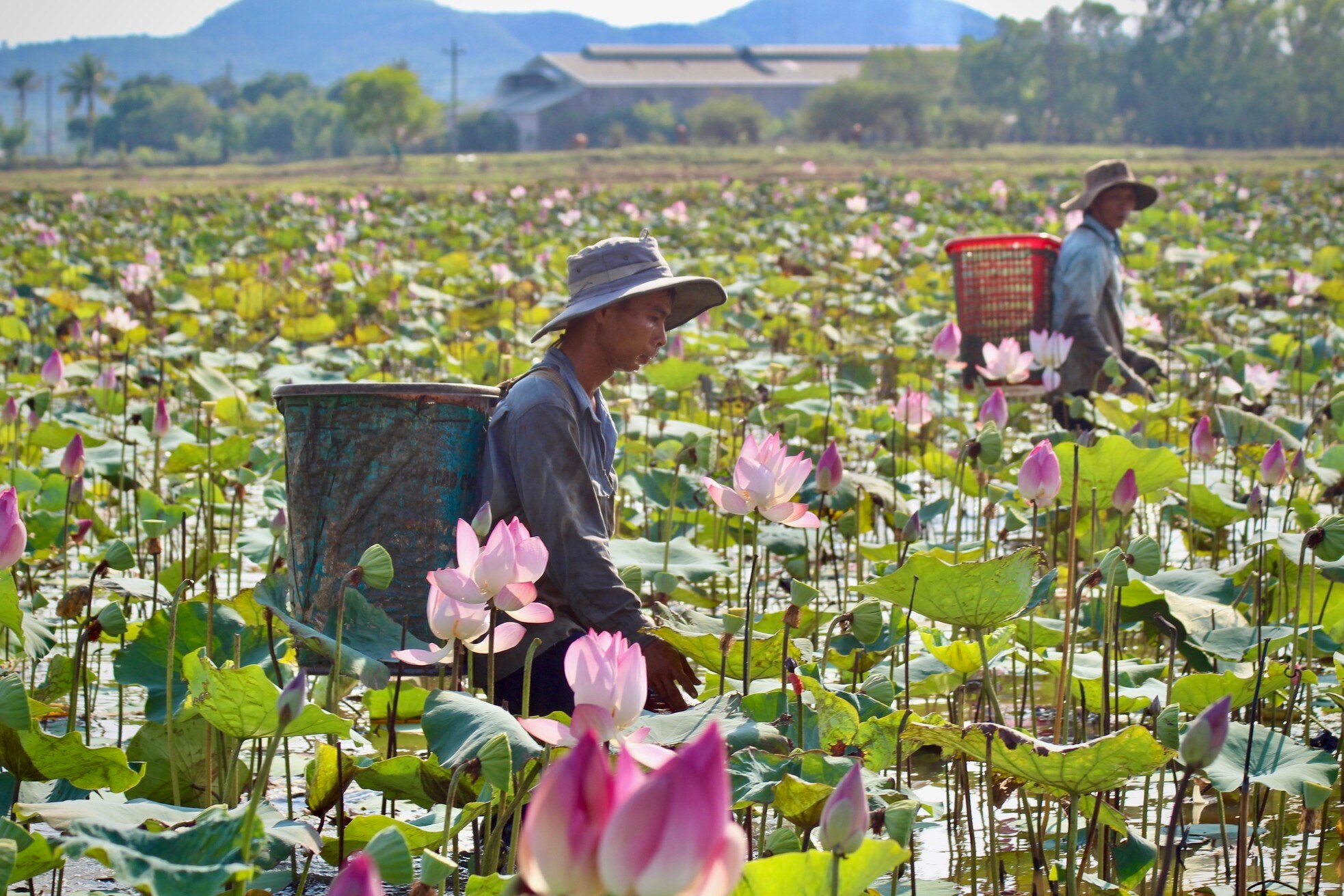 Nông dân Khánh Hòa đội nắng thu hoạch đài sen ảnh 1