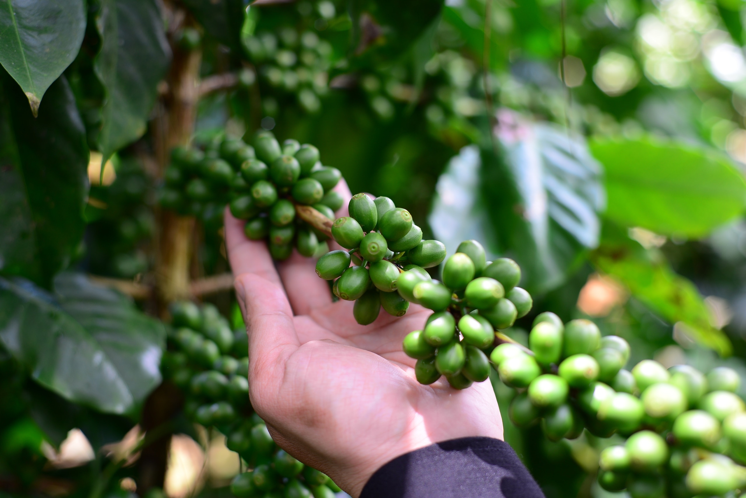 Nông dân một xã ở Lâm Đồng trồng cà phê kiểu gì mà bán nhân được giá hơn 100.000 đồng/kg?- Ảnh 1.