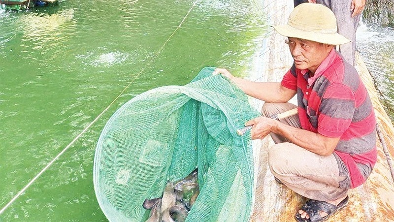 Nuôi dày đặc cá chạch lấu bổ dưỡng, một nông dân Tây Ninh vợt lên bán 220.000 đồng/kg- Ảnh 1.