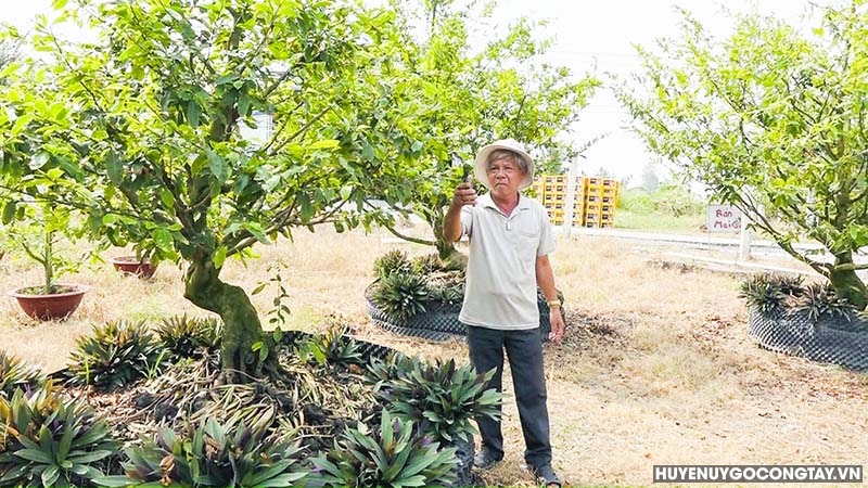 Một xã ở Tiền Giang, nông dân đưa loại cây cảnh đang hot này trồng đất lúa, có cây giá hàng trăm triệu- Ảnh 1.