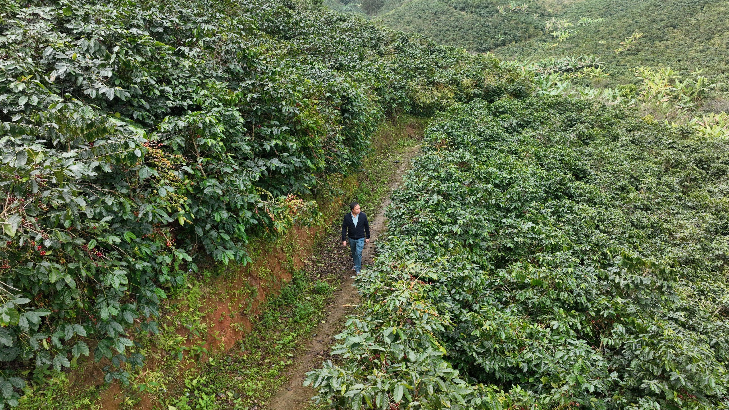 Сон Ла, ухабистые дороги, но большая любовь к кофе арабика - Vietnam.vn