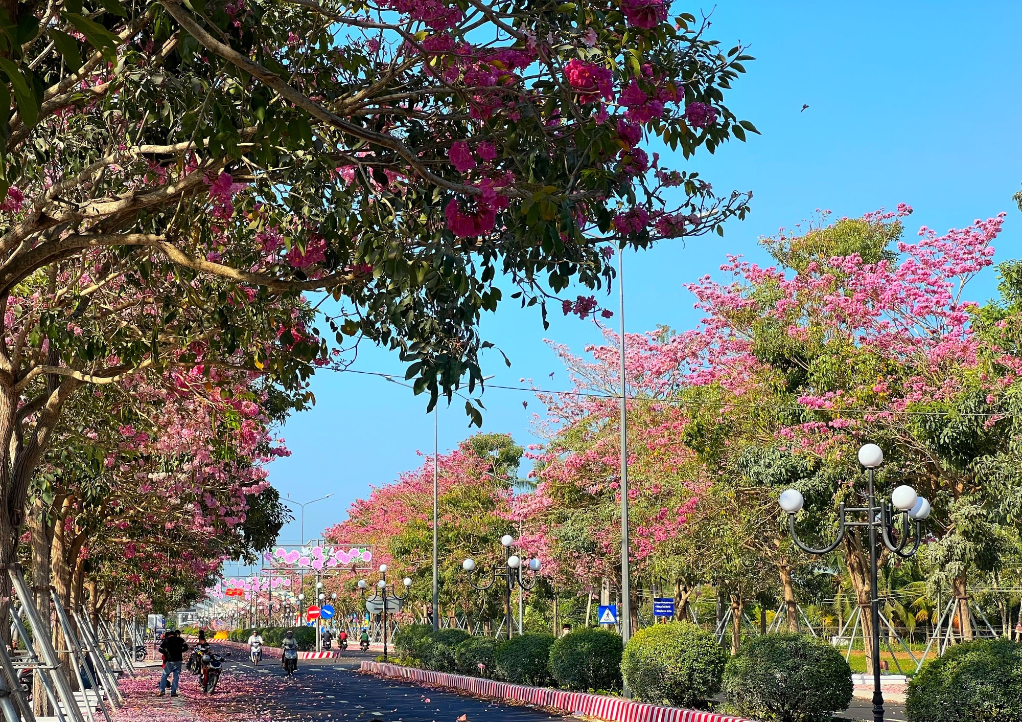 Тающие цветущие улицы Запада - Vietnam.vn